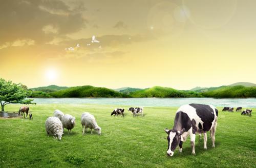 关于形容牛羊的诗句合集(优选) 草原上的牛羊怎么形容
