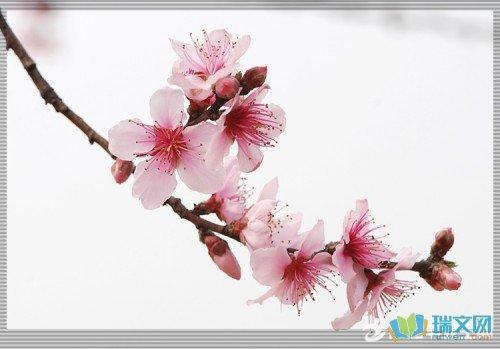 夸孩子像花的唯美句子