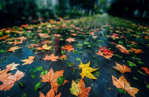 关于秋天下雨唯美句子大全 关于秋天下雨的诗句