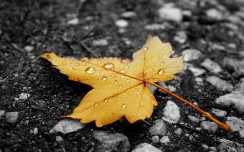 关于秋天落叶的好句子唯美句子大全 关于秋天落叶的诗句唯美