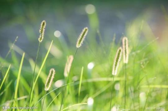 关于赞扬小草的优美句子大全 赞扬小草的诗有哪些