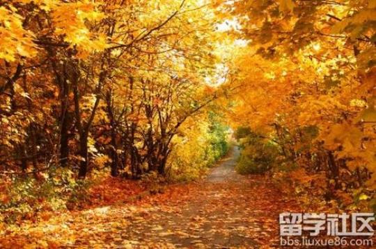 关于描写秋天的优美的景色的句子大全 关于描写秋天的诗句古诗