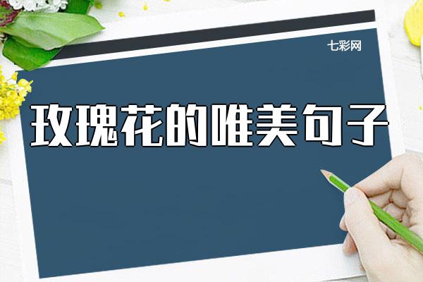 关于玫瑰花的唯美句子