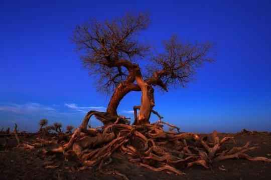大漠胡杨――见证沙漠中的生命奇迹