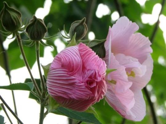 关于赞美芙蓉花开优美句子大全 关于赞美芙蓉花的诗