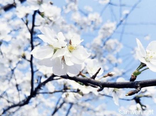 关于描写樱花的唯美句子100字大全 关于描写樱花的作文300字
