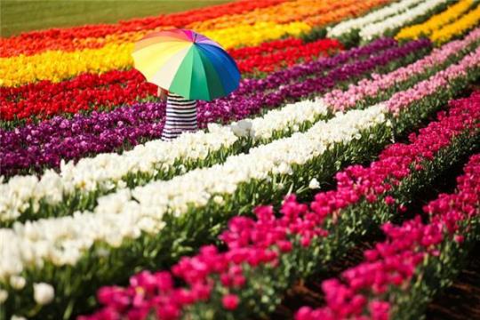 兴隆花海景区2023门票价格及购买方式