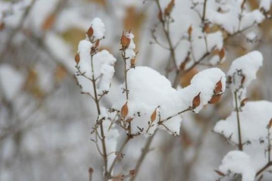 关于描写初雪的句子唯美大全 关于描写初雪的诗的诗名