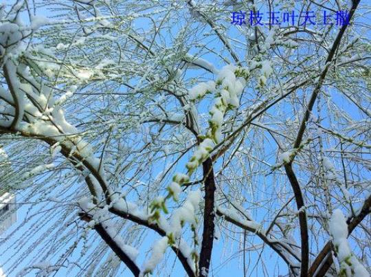 关于琼枝玉叶的唯美句子大全