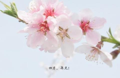 关于四月优美的句子大全 关于四月优美简短的句子