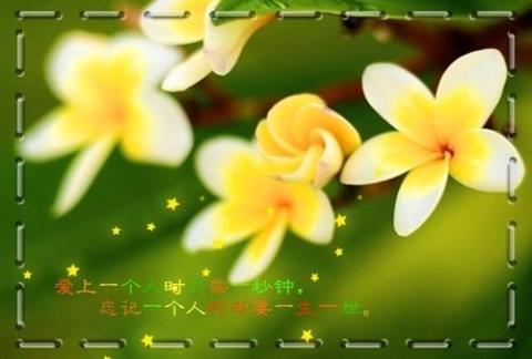关于晨曦花草的优美短句子大全