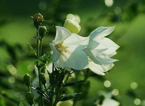 关于比喻白色的花句子大全 白色的花比喻成什么