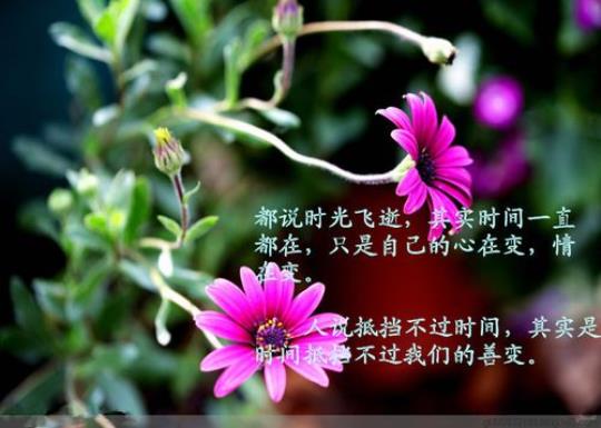 关于感悟人生逝世的句子大全 关于感悟人生的句子短句