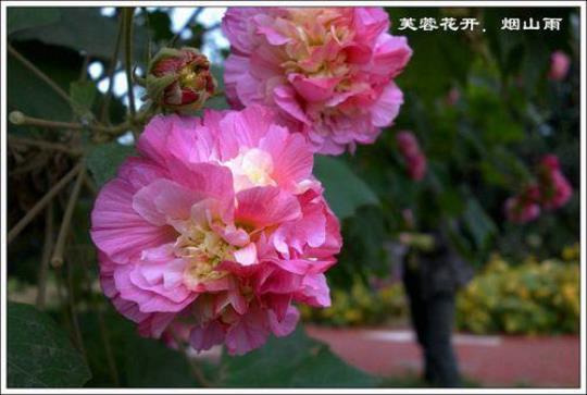 关于把芙蓉比喻秋天的句子大全 芙蓉比喻人