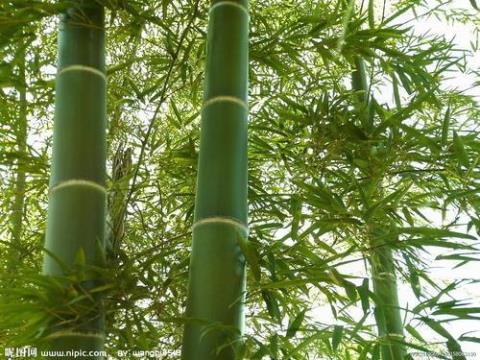关于竹林散文优美句子大全 描写竹林的散文