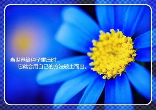 关于比喻人生像花期的句子大全 关于比喻人生的句子