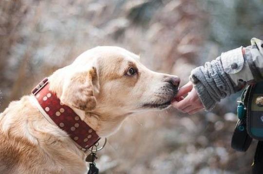 关于表达怀念爱犬的句子大全 表达怀念的词语