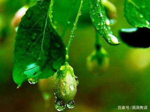 关于比喻雨中树叶的句子大全 用比喻写雨中的景色