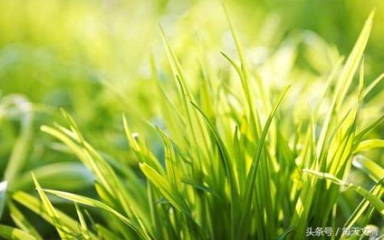 关于人生如草的句子大全 关于人生如草的日记