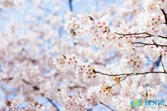 关于描写花朵的短优美句子大全 关于描写花朵的四字词语