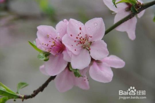 关于比喻句写桃花的句子大全 桃花像什么比喻句二年级