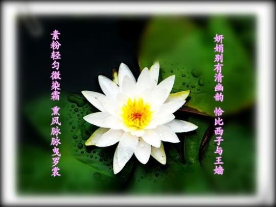 关于莲花的优美句子大全 描绘莲花的优美句子