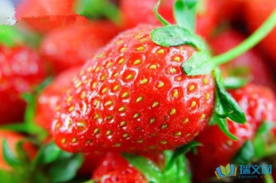 关于草莓要新鲜吃表达句子大全 新鲜草莓图片真实