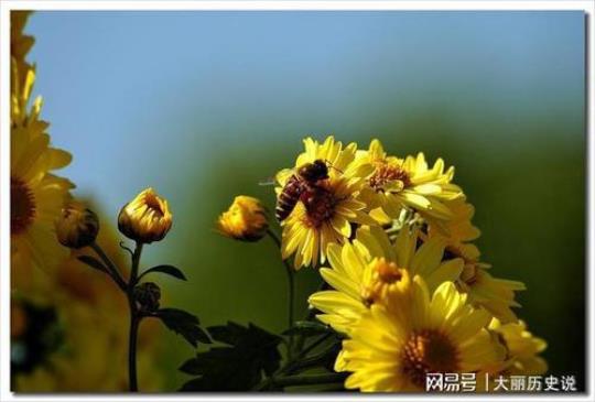 关于比喻平淡无奇的句子大全 平淡无奇比喻什么生肖