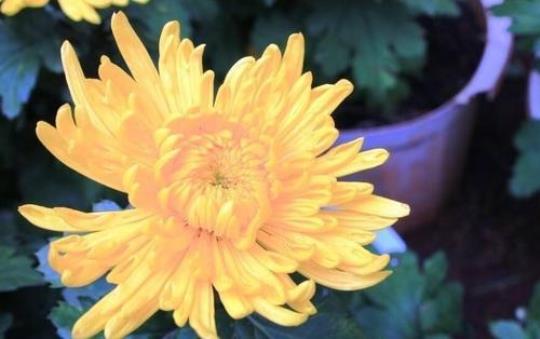 关于菊花的励志优美的句子大全 关于菊花励志的诗句