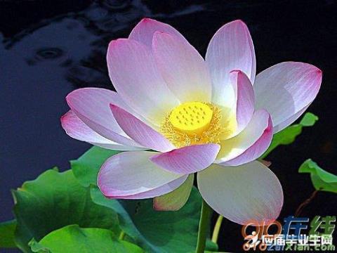 关于用莲花比喻人的句子大全 关于莲花比喻清廉的古诗句